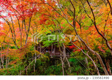 京都・勝持寺（花の寺） 鮮やかな紅葉に彩られた静寂な境内の日本庭園 139561490