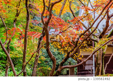 京都・勝持寺(花の寺) 鮮やかな紅葉に彩られた静寂な境内の日本庭園 京都・勝持寺(花の寺) 鮮やかな紅葉に彩られた静寂な境内の日本庭園 139561492