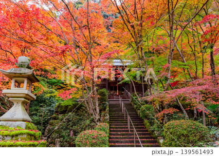 京都・勝持寺(花の寺) 石灯籠と鮮やかな紅葉が彩る石不動尊への石段風景 京都・勝持寺(花の寺) 石灯籠と鮮やかな紅葉が彩る石不動尊への石段風景 139561493