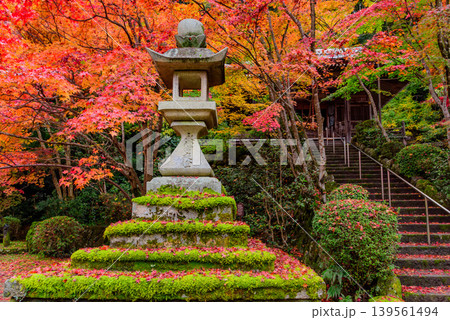 京都・勝持寺（花の寺） 石灯籠と鮮やかな紅葉が彩る石不動尊への石段風景 139561494