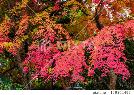 秋の彩り 黄色から赤へ流れるような枝ぶりの紅葉 クローズアップ背景素材 139561495