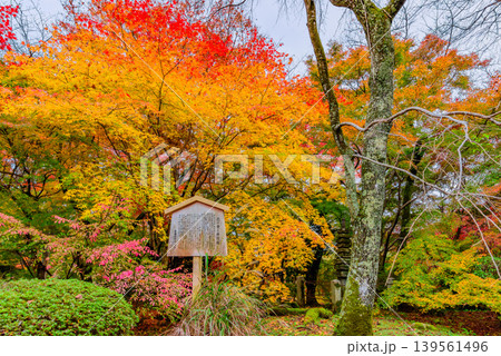 京都・勝持寺（花の寺） 鮮やかな紅葉に彩られた「西行桜」の由緒を伝える立て札 139561496