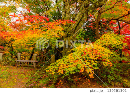 京都・勝持寺(花の寺) 境内を真っ赤に染める見事な紅葉のじゅうたん 京都・勝持寺(花の寺) 境内を真っ赤に染める見事な紅葉のじゅうたん 139561501