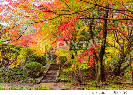 京都・勝持寺(花の寺) 境内を真っ赤に染める見事な紅葉のじゅうたん 京都・勝持寺(花の寺) 境内を真っ赤に染める見事な紅葉のじゅうたん 139561503