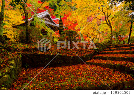 京都・勝持寺（花の寺） 冴野の沼から鐘楼へ続く石段と鮮やかな紅葉のじゅうたん 139561505