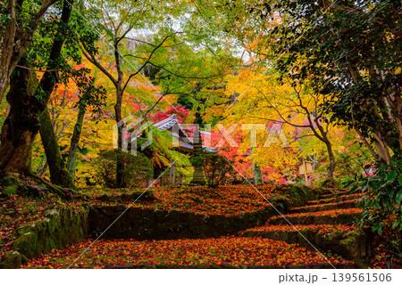 京都・勝持寺(花の寺) 冴野の沼から鐘楼へ続く石段と鮮やかな紅葉のじゅうたん 京都・勝持寺(花の寺) 冴野の沼から鐘楼へ続く石段と鮮やかな紅葉のじゅうたん 139561506