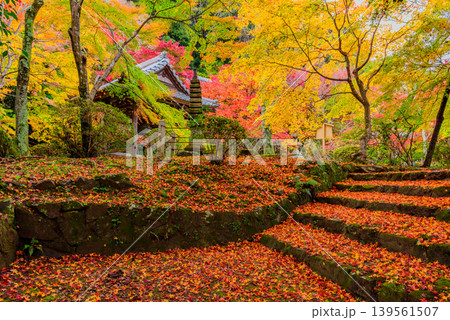 京都・勝持寺(花の寺) 冴野の沼から鐘楼へ続く石段と鮮やかな紅葉のじゅうたん 京都・勝持寺(花の寺) 冴野の沼から鐘楼へ続く石段と鮮やかな紅葉のじゅうたん 139561507