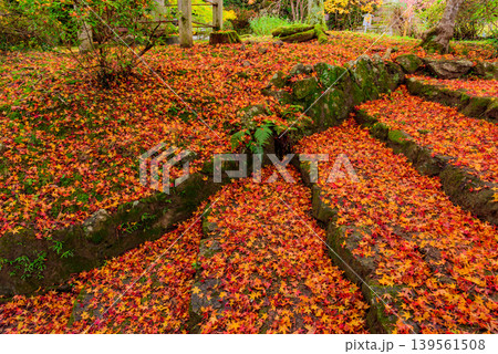 京都・勝持寺(花の寺) 冴野の沼から鐘楼へ続く石段と鮮やかな紅葉のじゅうたん 京都・勝持寺(花の寺) 冴野の沼から鐘楼へ続く石段と鮮やかな紅葉のじゅうたん 139561508