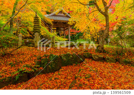京都・勝持寺(花の寺) 冴野の沼から鐘楼へ続く石段と鮮やかな紅葉のじゅうたん 京都・勝持寺(花の寺) 冴野の沼から鐘楼へ続く石段と鮮やかな紅葉のじゅうたん 139561509