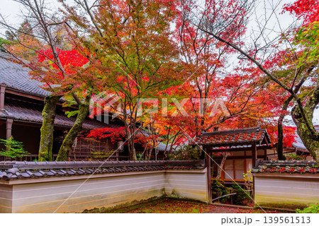 京都・勝持寺(花の寺) 白壁と中門、瑠璃光殿の瓦屋根が重なり合う鮮やかな紅葉の風景 京都・勝持寺(花の寺) 白壁と中門、瑠璃光殿の瓦屋根が重なり合う鮮やかな紅葉の風景 139561513