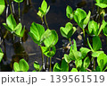 高層湿原のミツガシワの葉に止まるトンボ 139561519