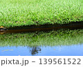 神仙沼の澄んだ水面に映る夏の湿原の緑 139561522