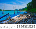 湖畔に積み重なる大量の流木と立ち枯れの風景 139561525