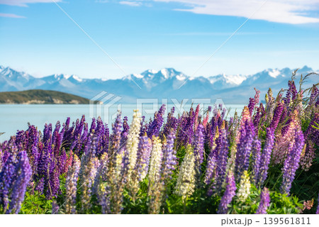 Lupins flowers blooming on the shore of Lake Tekapo with Southern Alps background, New Zealand. 139561811
