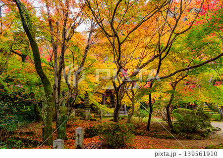 京都・勝持寺（花の寺） 鮮やかな紅葉に彩られた静寂な境内の日本庭園 139561910