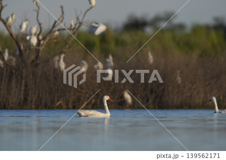 Coscoroba swans in lagoon envirinment, La Pampa 139562171