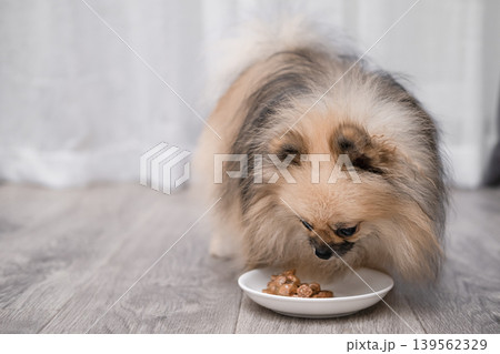 Cute fluffy Pomeranian dog eating pet food from bowl indoors. Adorable small puppy at home on light background 139562329