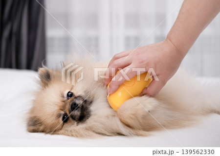 A Pomeranian Spitz is brushed by a woman's hands with a yellow brush on a white towel A Pomeranian Spitz is brushed by a woman's hands with a yellow brush on a white towel 139562330