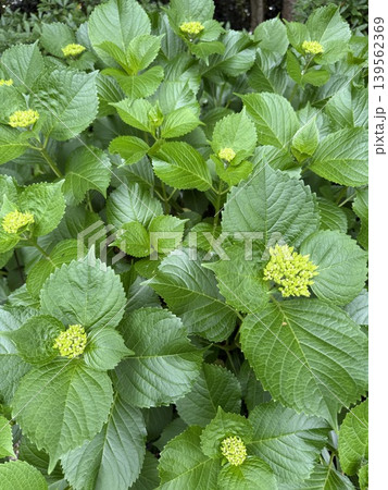 紫陽花のつぼみ 139562369