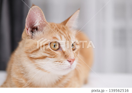 A ginger tabby cat lies on a white bed indoors in soft natural light A ginger tabby cat lies on a white bed indoors in soft natural light 139562516