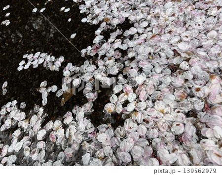 散った桜の花びらたちが池の水面をたゆたう 139562979