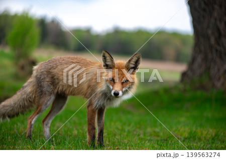 Curious Red Fox Standing In Green Countryside Curious Red Fox Standing In Green Countryside 139563274