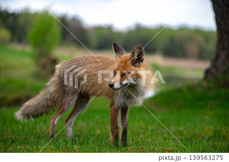 Young Woodland Fox Looking Across Spring Field 139563275