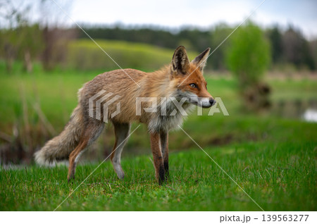 Graceful Red Fox In Latvian Spring Landscape Graceful Red Fox In Latvian Spring Landscape 139563277