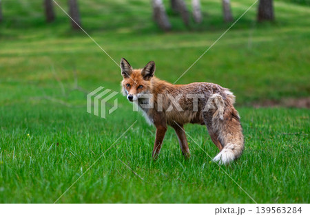Young Red Fox Walking Through Green Meadow 139563284