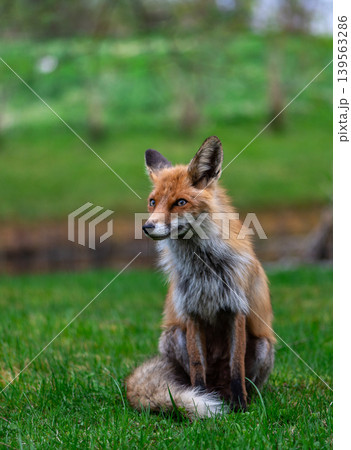 Close Portrait Of Calm Sitting Red Fox 139563286