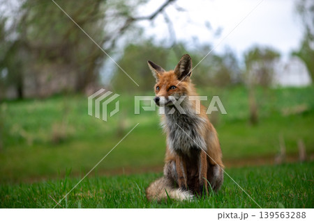 Graceful Sitting Fox In Quiet Meadow Graceful Sitting Fox In Quiet Meadow 139563288