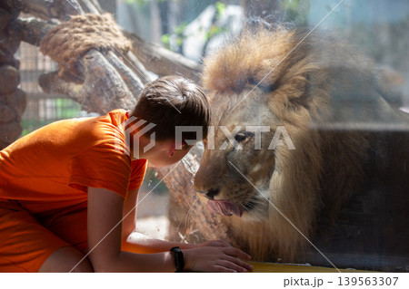 Child interacts closely with lion in transparent enclosure at wildlife sanctuary during sunny afternoon Child interacts closely with lion in transparent enclosure at wildlife sanctuary during sunny afternoon 139563307