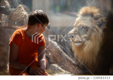 Child gazes at lion in zoo enclosure during sunny afternoon visit Child gazes at lion in zoo enclosure during sunny afternoon visit 139563313