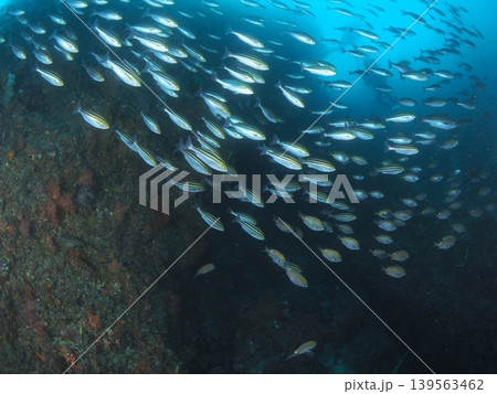伊東の海を群泳するイサキの大群 伊東の海を群泳するイサキの大群 139563462