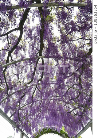 紫の藤の花を見上げる 紫の藤の花を見上げる 139563554