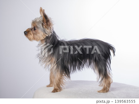 見上げる小型犬 139563555