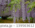 玉式神社の藤の花 139563612