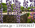 藤の花のアップ 139563637
