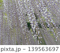 画面いっぱいの藤の花 139563697