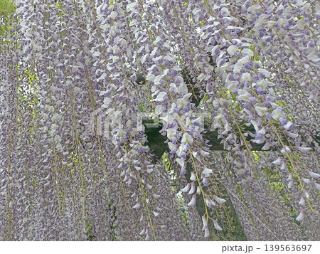 画面いっぱいの藤の花 139563697