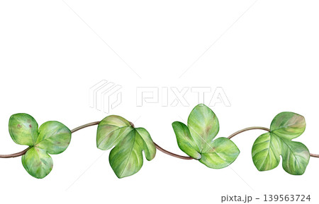 Watercolor botanical border of green hepatica leaves on curved stems. Spring leaves. Ideal for stationery, wedding invites, packaging, branding and seamless designs Watercolor botanical border of green hepatica leaves on curved stems. Spring leaves. Ideal for stationery, wedding invites, packaging, branding and seamless designs 139563724