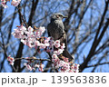 満開の桜の上に立つヒヨドリ 139563836