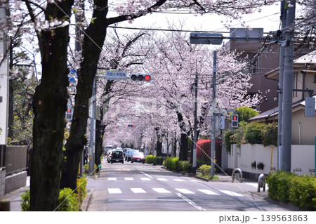 世田谷区・西用賀通りの桜並木 139563863