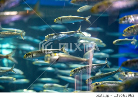 水族館の青い魚群 水族館の青い魚群 139563962