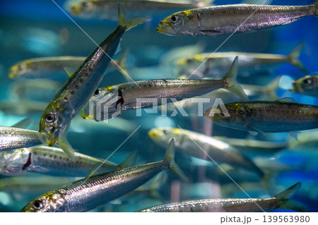煌めく小魚の群れ、青い水中で 煌めく小魚の群れ、青い水中で 139563980