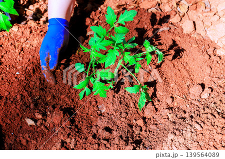 Gardener plants young tomato seedling in garden soil in backyard 139564089