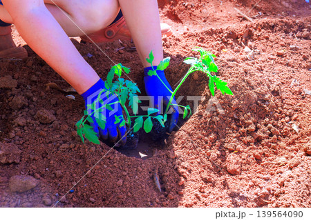 Person plants young tomato plants in garden soil in spring while wearing blue gloves 139564090