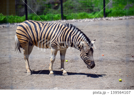 Zebra grazing on dirt field, surrounded by greenery 139564107
