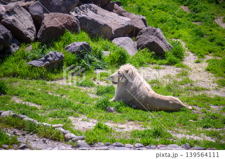 Lion lying on grass near rocks under sunlight Lion lying on grass near rocks under sunlight 139564111