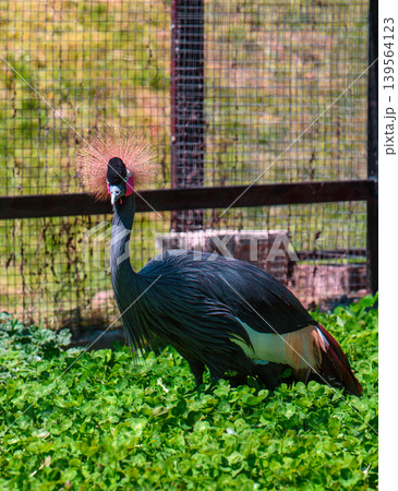 Crowned crane with striking red neck and golden crown Crowned crane with striking red neck and golden crown 139564123